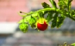 Litchi-Tomaten für das Beet/ Solanum sisymbrifolium