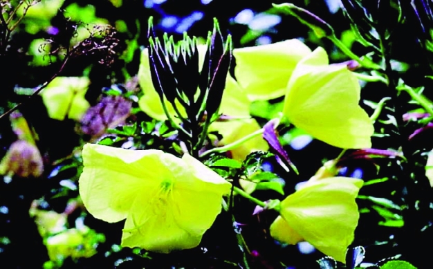 Großblütige Nachtkerze/ Oenothera grandiflora