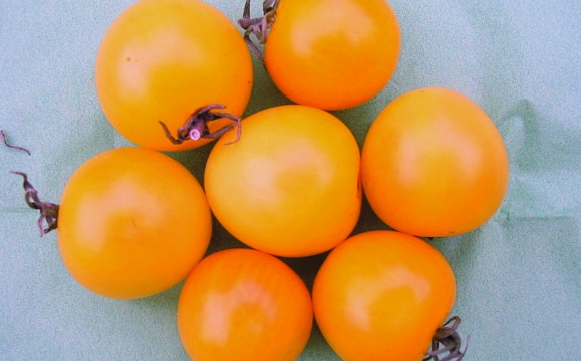 Paradeis „Orange Bourgoin“/ Lycopersicon lycopersicum