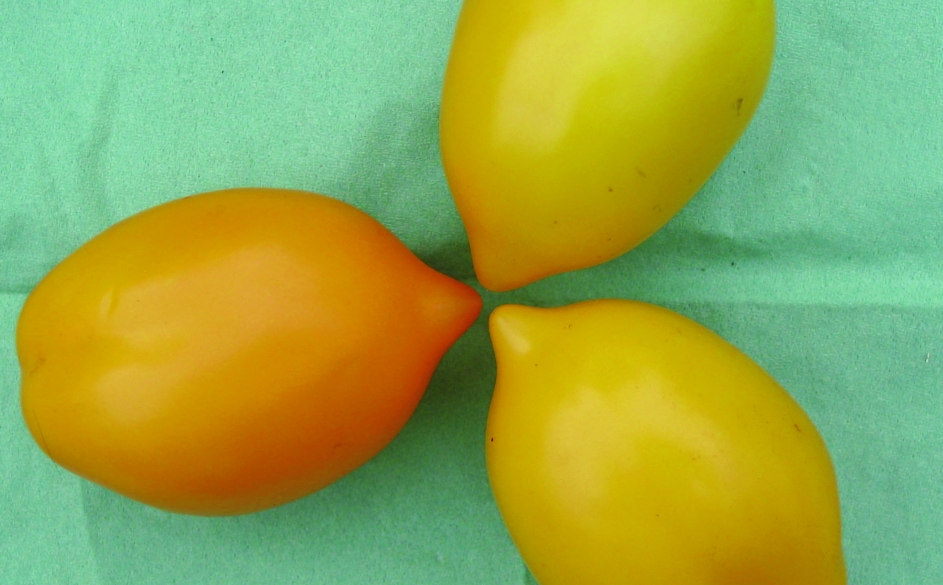 Paradeis „Orange Paprika“/ Lycopersicon lycopersicum