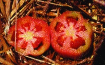 Tomate „Rote Paprika“/ Lycopersicon lycopersicum