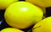 Paradeis „Sibirean Pear“/ Lycopersicon lycopersicum