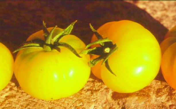 „Süße Gelbe“ aus Ungarn/ Lycopersicon lycopersicum