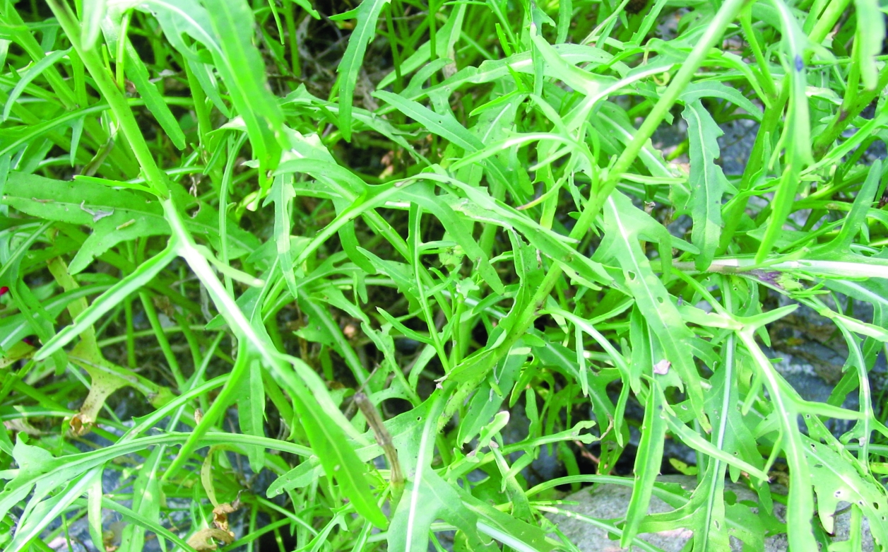 Rukola Mj. Wilde Rauke/ Diplotaxis tenuifolia