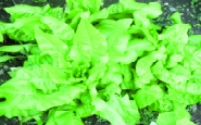 Kopfsalat „Maria Lankowitz“/ Lactuca sativa