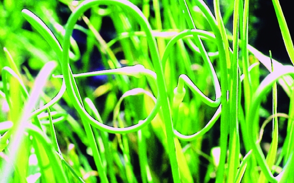 Schlangenknoblauch, Rocambole/ Allium sativum