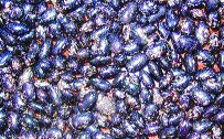 Stangentrockenbohne „Blaue Wachtel“/ Phaseolus vulgaris