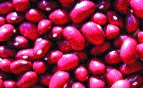 Stangentrockenbohne „Kirschbohne“/ Phaseolus vulgaris