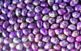 Stangentrockenbohne „Purpur“/ Phaseolus vulgaris