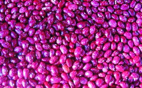 Stangentrockenbohne „Rote Wachtel“/ Phaseolus vulgaris