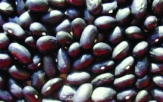 Stangentrockenbohne „Schwarze Kroatische“/ Phaseolus vulgaris