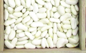 Stangentrockenbohne „Weiße von Bernarda“/ Phaseolus vulgaris
