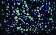 Stangentrockenbohne „Leibnitz“/ Phaseolus vulgaris