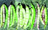 Stangenfisole „Braune“/ Phaseolus vulgaris