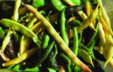 Stangenfisole „Frühe lange Fisole“/ Phaseolus vulgaris