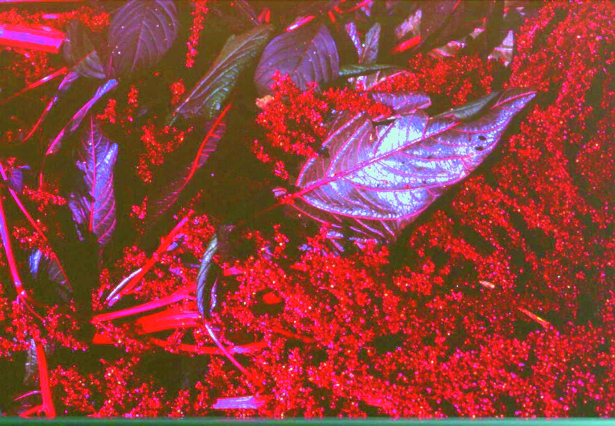 Färberamaranth/ Amaranthus spinosus