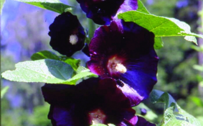 Schwarze Malve/ Alcea rosea ssp. nigra