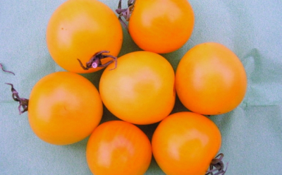 Paradeis „Orange Bourgoin“/ Lycopersicon lycopersicum