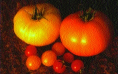 Paradeis „Orange“/ Lycopersicon lycopersicum