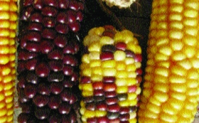 Roter Mais/ Zea mays