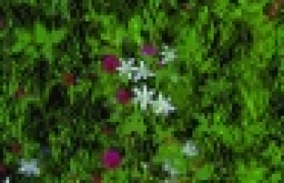 Rotklee/ Trifolium pratense