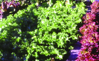 Grüner Eichblattsalat/ Lactuca sativa