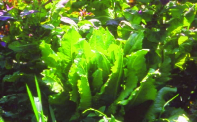 Pflücksalat Lattich/ Lactuca sativa