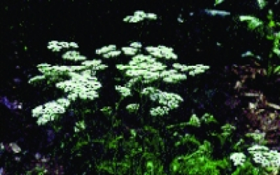 Schafgarbe/ Achillea millefolium