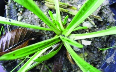 Spitzwegerich/ Plantago lanceolata