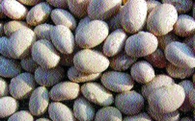 Trockenbohne „Kroatische Breiteste von Allen“/ Phaseolus vulgaris