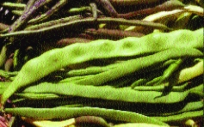 Buschfisole „Monika“/ Phaseolus vulgaris nanus