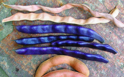 Stangenfisole „Blaue“/ Phaseolus vulgaris