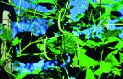 Winter-Stangenfisole „Einbohne aus Hartberg“/ Phaseolus vulgaris