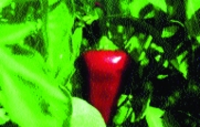 Große Rote Pfefferoni/ Capsicum annuum
